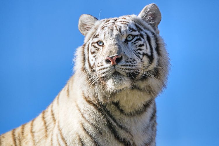 An adult white tiger. It looks like a Siberian with its fluffy mane. It has light eyes, white fur, and brown stripes.